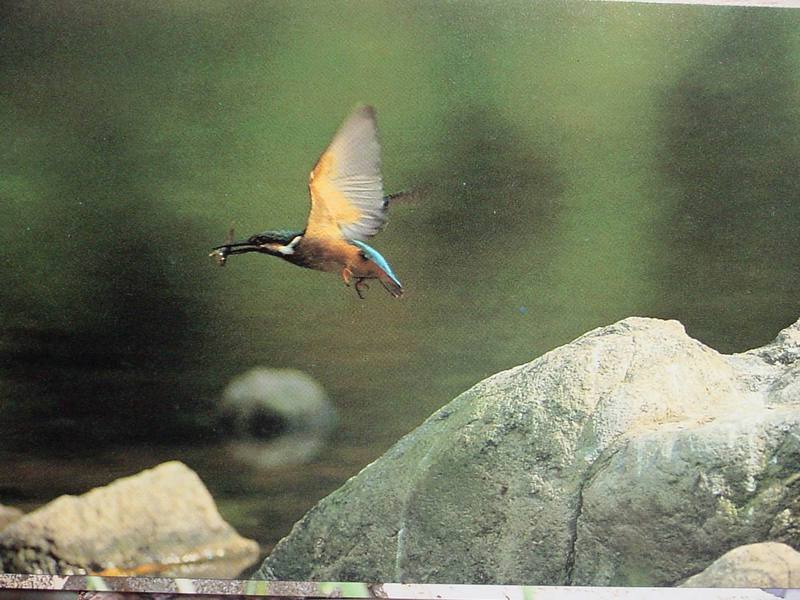 POSTCARD: Common Kingfisher; DISPLAY FULL IMAGE.