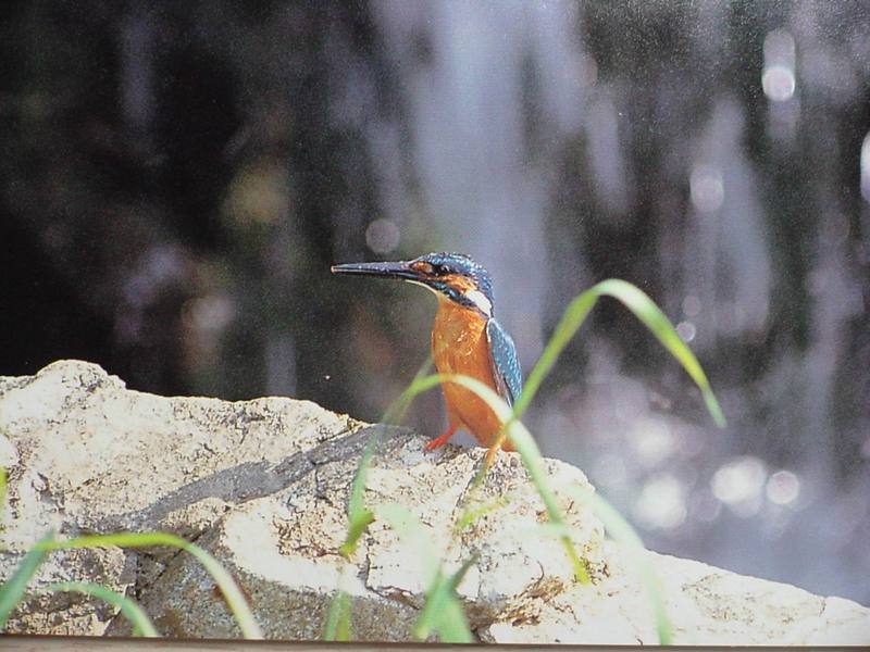 POSTCARD: Common Kingfisher; DISPLAY FULL IMAGE.