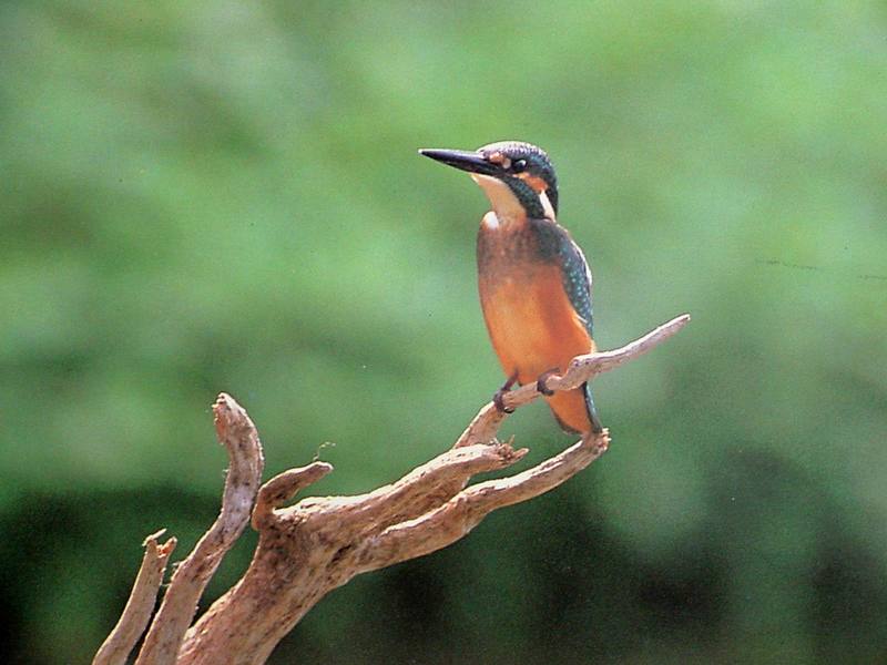 POSTCARD: Common Kingfisher; DISPLAY FULL IMAGE.