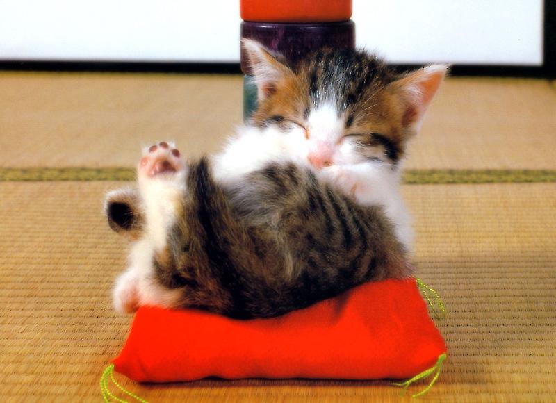 Kametaro's cats collection [I can post more if you want]; DISPLAY FULL IMAGE.