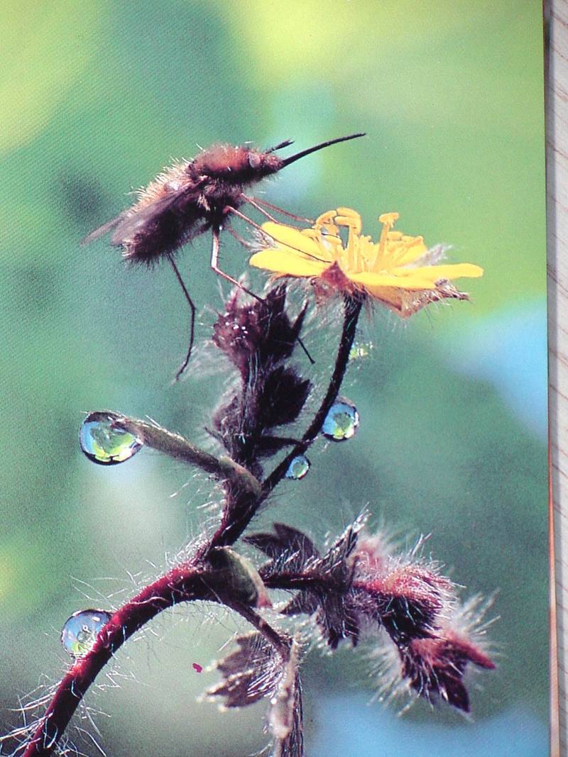 POSTCARD: Bee fly (Bombylus major); DISPLAY FULL IMAGE.