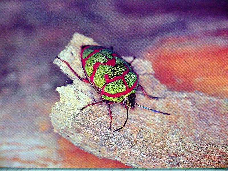 POSTCARD: Clown stink bug - Poecilocoris lewisi - 광대노린재; DISPLAY FULL IMAGE.