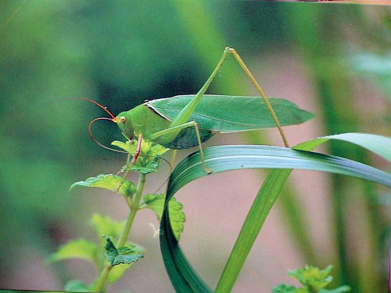 POSTCARD: Japanese Broadwinged Katydid (베짱이붙이); DISPLAY FULL IMAGE.