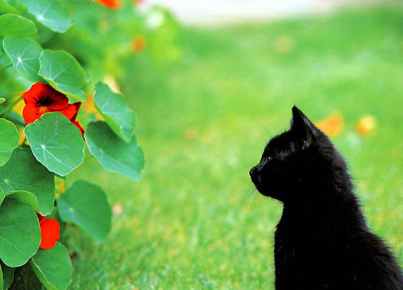 Kametaro's Cats Collection: Pure Cats Vol. 1 - Kitten - 002; DISPLAY FULL IMAGE.