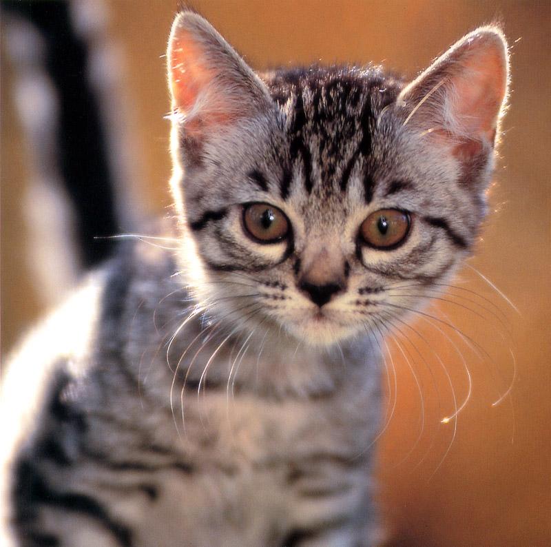 Kametaro's Cats Collection: Pure Cats Vol. 3 - Kitten - 019; DISPLAY FULL IMAGE.