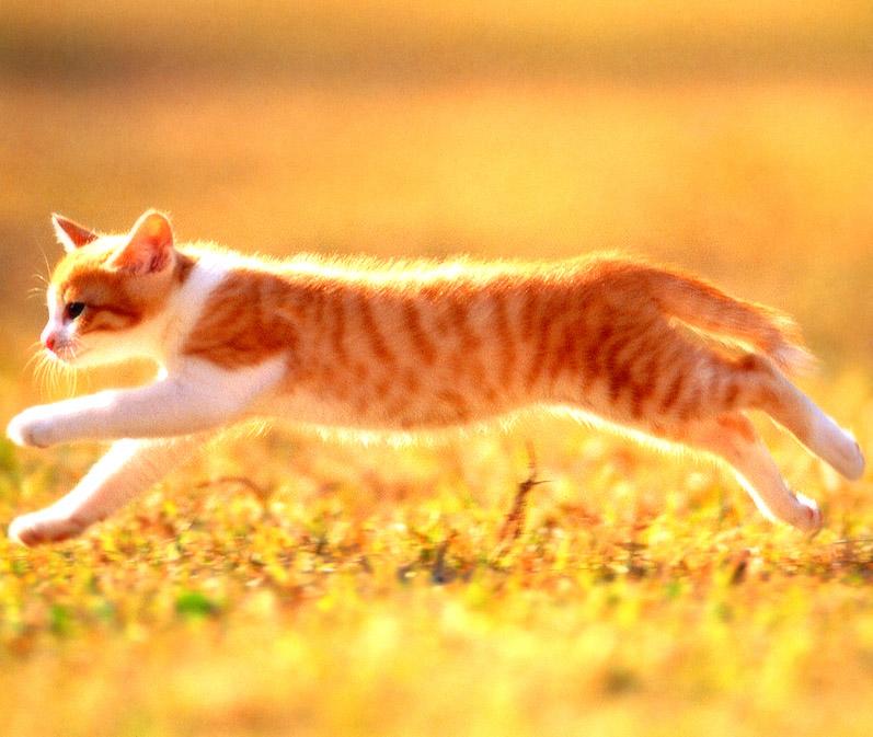 Kametaro's Cats Collection: Pure Cats Vol. 3 - Kitten - 023; DISPLAY FULL IMAGE.