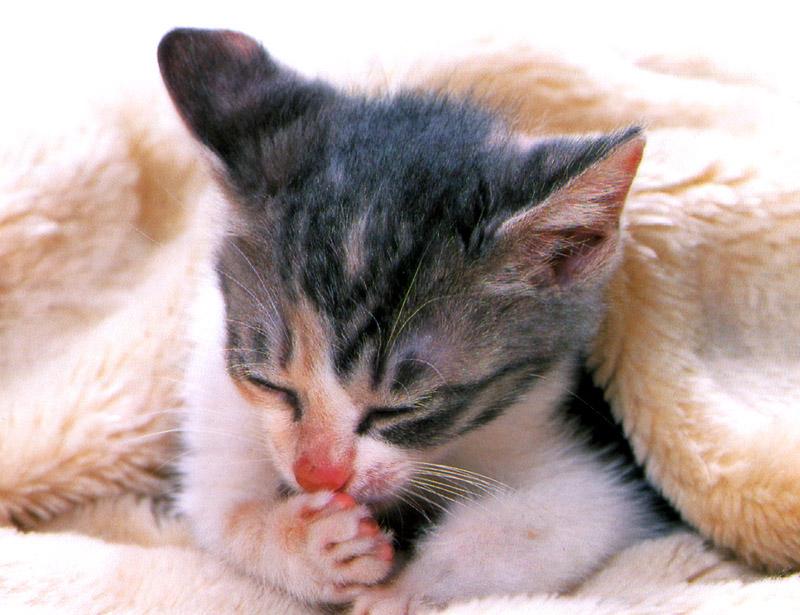 Kametaro's Cats Collection: Pure Cats Vol. 3 - Kitten - 029; DISPLAY FULL IMAGE.