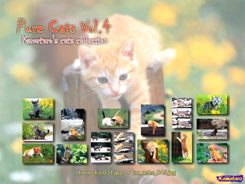Kametaro's Cats Collection: Pure Cats Vol. 4 - Kitten - Index; DISPLAY FULL IMAGE.