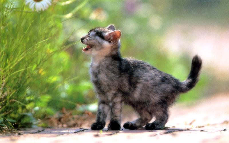 Kametaro's Cats Collection: Pure Cats Vol. 4 - Kitten - 031; DISPLAY FULL IMAGE.