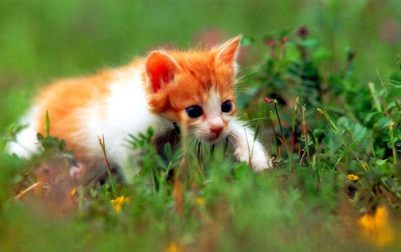 Kametaro's Cats Collection: Pure Cats Vol. 4 - Kitten - 032; DISPLAY FULL IMAGE.