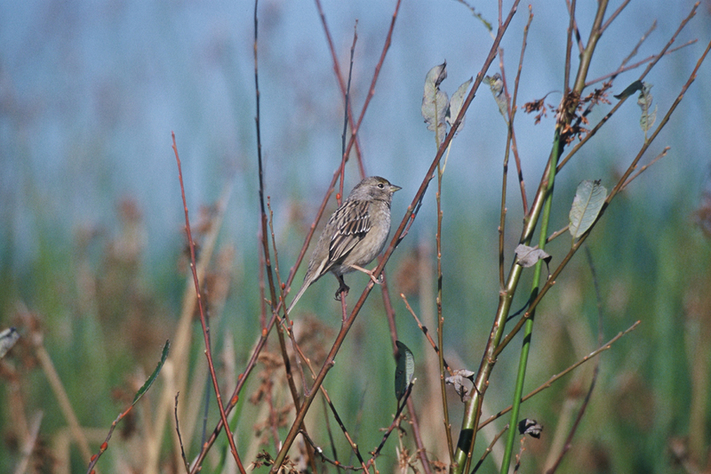 House finch; DISPLAY FULL IMAGE.