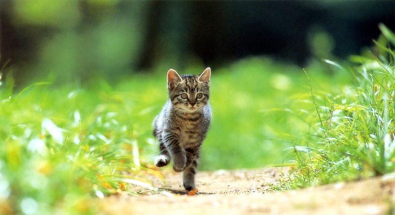 Kametaro's Cats Collection: Pure Cats Vol. 5 - Kitten - 047; DISPLAY FULL IMAGE.