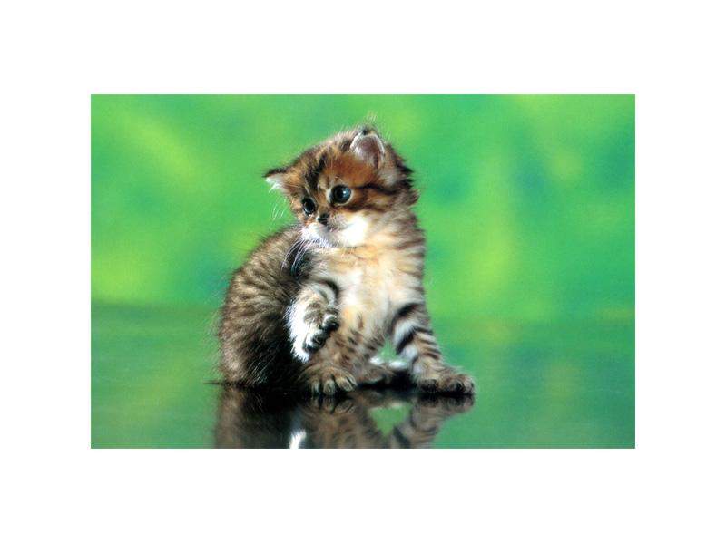 Kametaro's Cats Collection: Pure Cats Vol. 6 - Kitten - 075; DISPLAY FULL IMAGE.