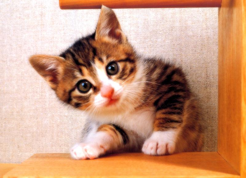 Kametaro's Cats Collection: Pure Cats Vol. 7 - Kitten - 087; DISPLAY FULL IMAGE.