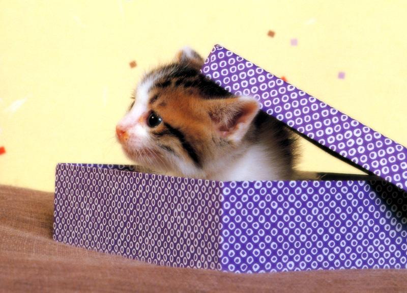 Kametaro's Cats Collection: Pure Cats Vol. 8 - Kitten - 091; DISPLAY FULL IMAGE.