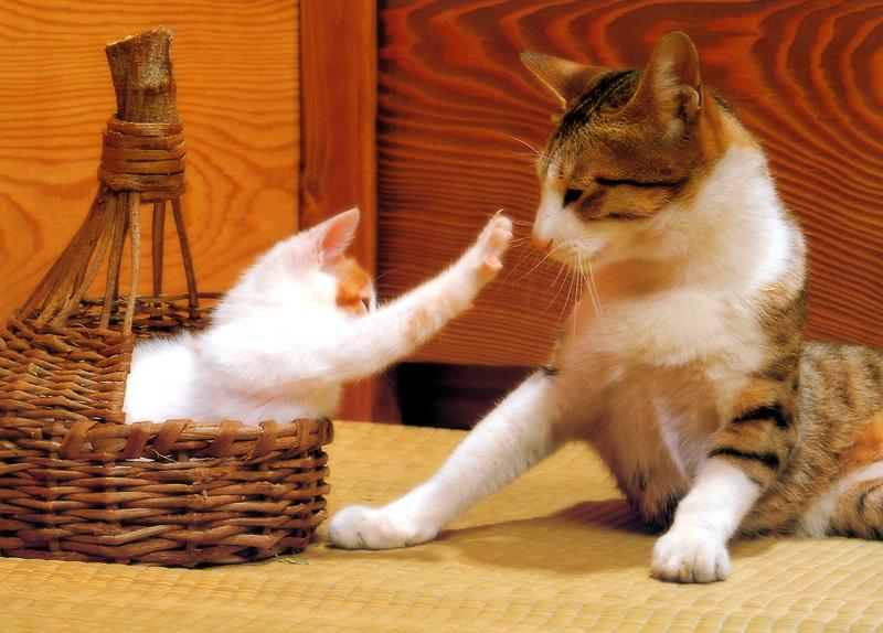 Kametaro's Cats Collection: Pure Cats Vol. 8 - Kitten - 096; DISPLAY FULL IMAGE.