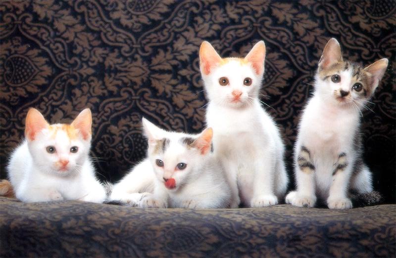 Kametaro's Cats Collection: Pure Cats Vol. 8 - Kitten - 100; DISPLAY FULL IMAGE.