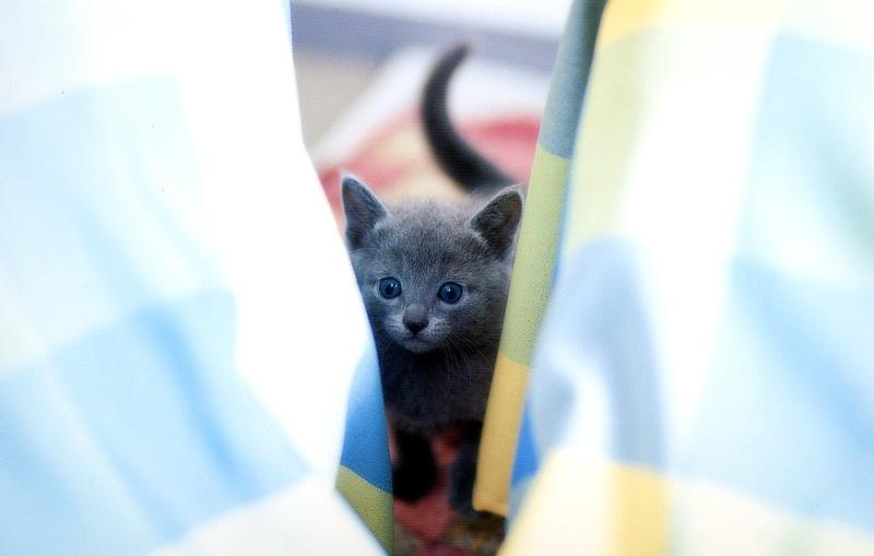 Kametaro's Cats Collection: Pure Cats Vol. 9 - Kitten - 107; DISPLAY FULL IMAGE.