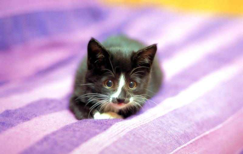Kametaro's Cats Collection: Pure Cats Vol. 9 - Kitten - 109; DISPLAY FULL IMAGE.