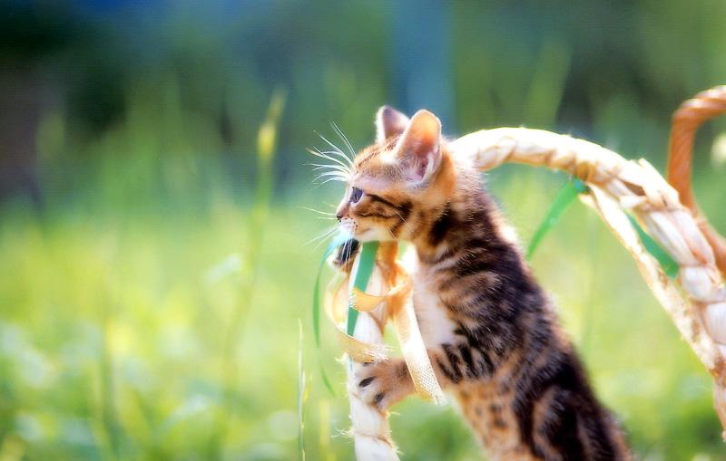 Kametaro's Cats Collection: Pure Cats Vol. 9 - Kitten - 110; DISPLAY FULL IMAGE.