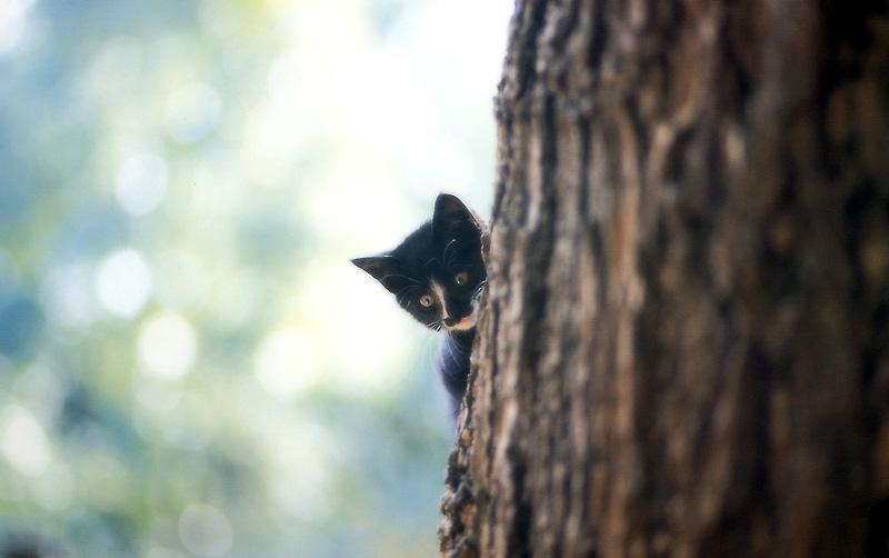 Kametaro's Cats Collection: Pure Cats Vol. 9 - Kitten - 113; DISPLAY FULL IMAGE.
