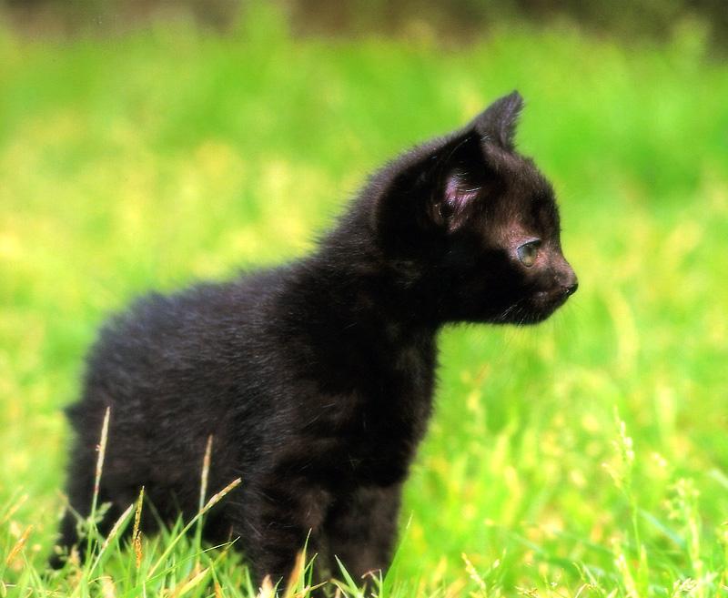 Kametaro's Cats Collection: Pure Cats Vol. 10 - Kitten - 122; DISPLAY FULL IMAGE.