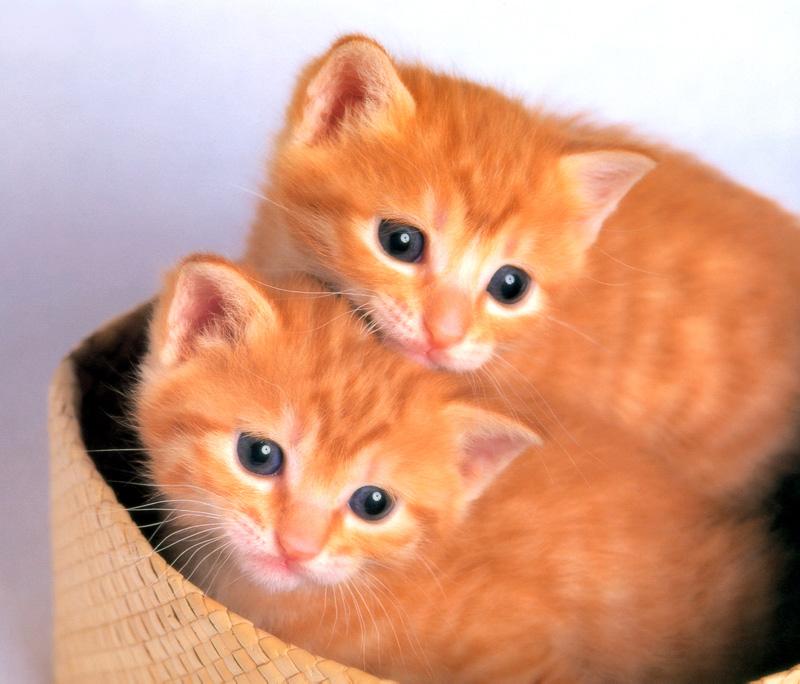 Kametaro's Cats Collection: Pure Cats Vol. 11~12 - Kitten - 133; DISPLAY FULL IMAGE.