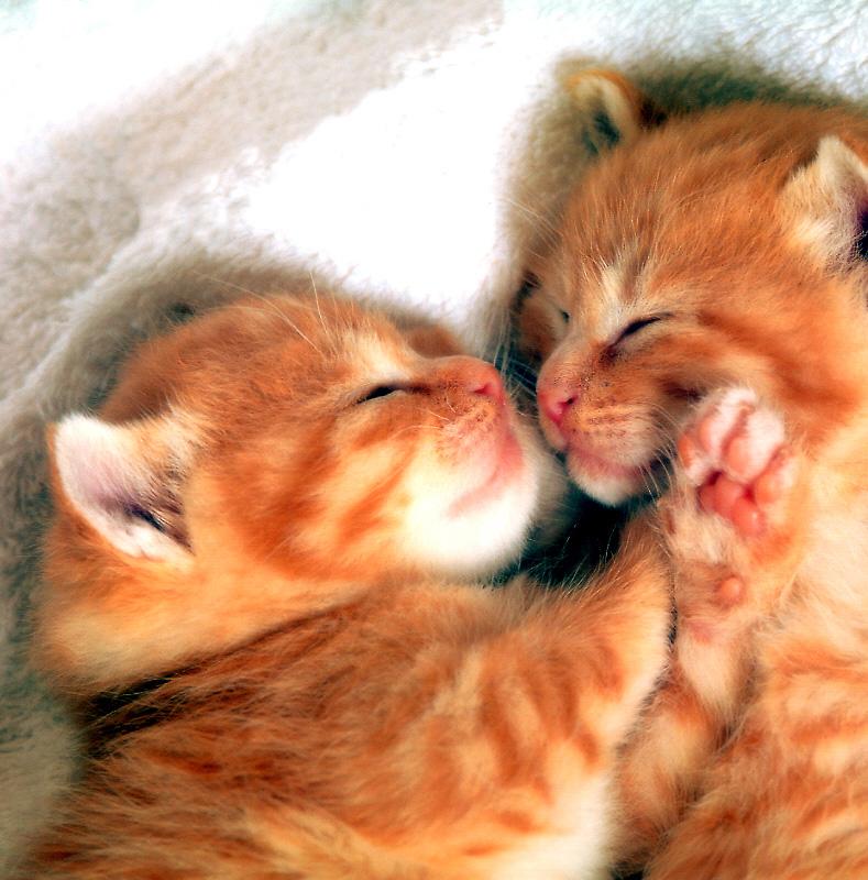 Kametaro's Cats Collection: Pure Cats Vol. 11~12 - Kitten - 136; DISPLAY FULL IMAGE.
