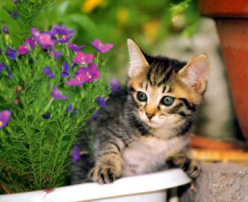 Kametaro's Cats Collection: Pure Cats Vol. 11~12 - Kitten - 139; DISPLAY FULL IMAGE.