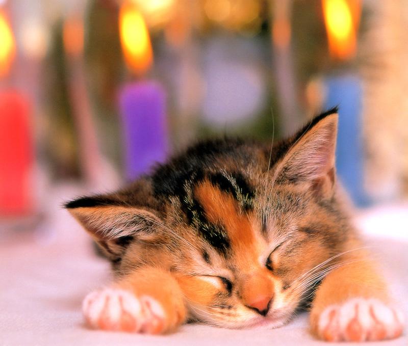 Kametaro's Cats Collection: Pure Cats Vol. 11~12 - Kitten - 141; DISPLAY FULL IMAGE.
