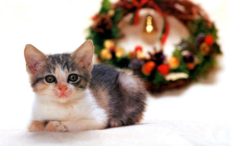Kametaro's Cats Collection: Pure Cats Vol. 11~12 - Kitten - 146; DISPLAY FULL IMAGE.