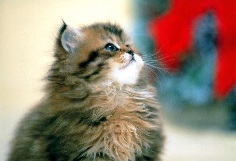 Kametaro's Cats Collection: Pure Cats Vol. 11~12 - Kitten - 150; DISPLAY FULL IMAGE.