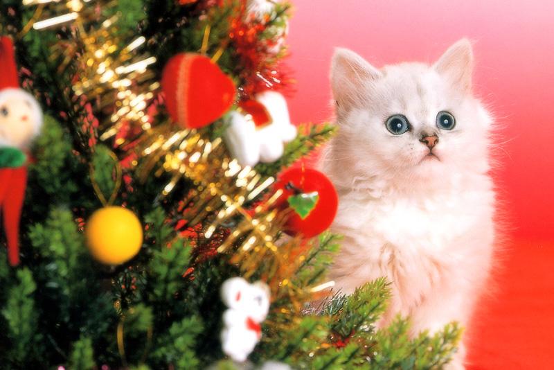 Kametaro's Cats Collection: Pure Cats Vol. 11~12 - Kitten - 151; DISPLAY FULL IMAGE.