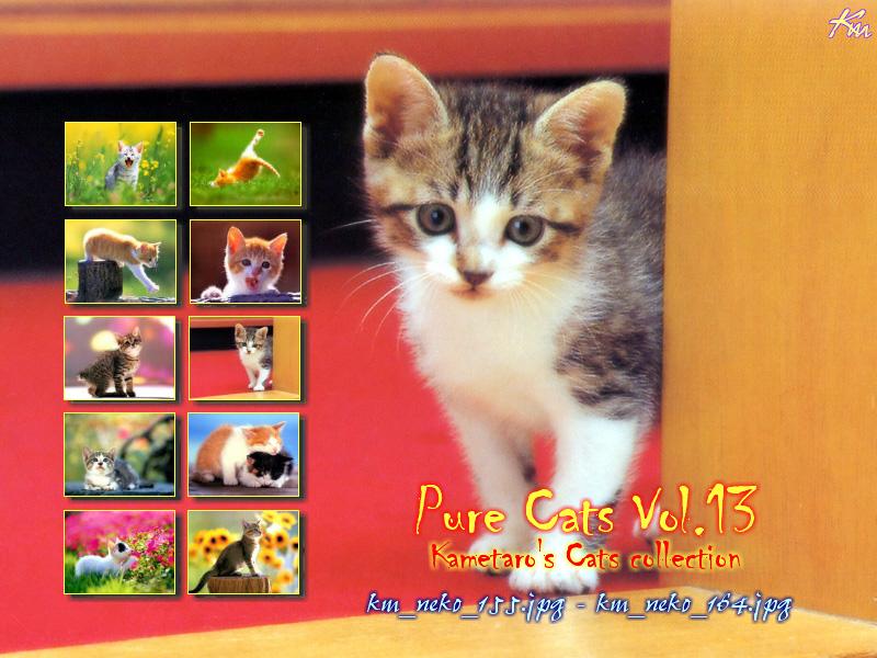 Kametaro's Cats Collection: Pure Cats Vol. 13 - Kitten - Index; DISPLAY FULL IMAGE.