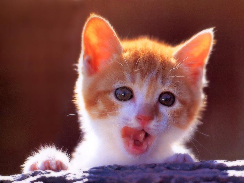 Kametaro's Cats Collection: Pure Cats Vol. 13 - Kitten - 158; DISPLAY FULL IMAGE.