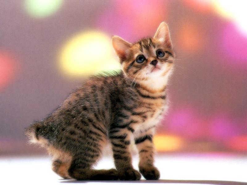 Kametaro's Cats Collection: Pure Cats Vol. 13 - Kitten - 159; DISPLAY FULL IMAGE.