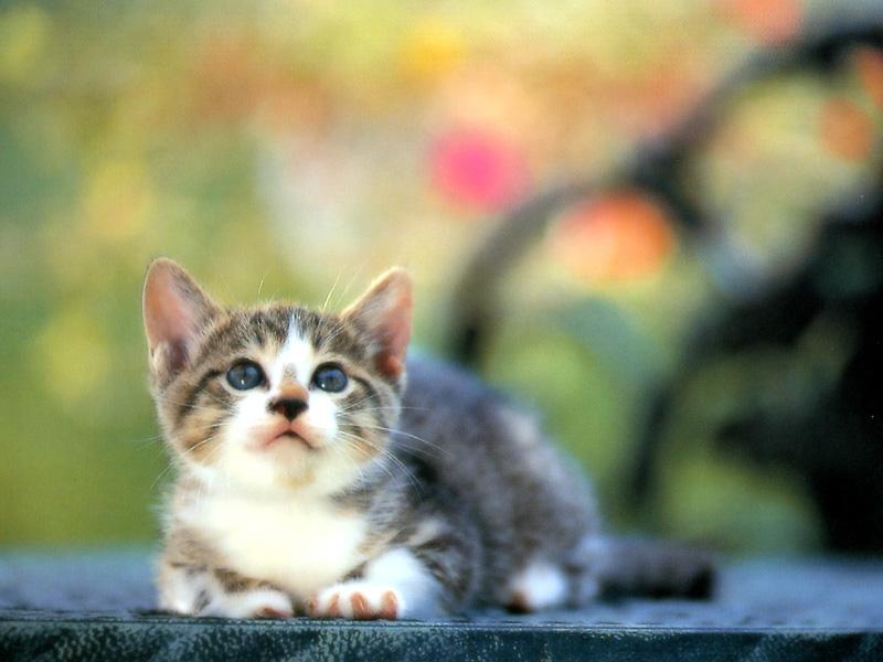 Kametaro's Cats Collection: Pure Cats Vol. 13 - Kitten - 161; DISPLAY FULL IMAGE.