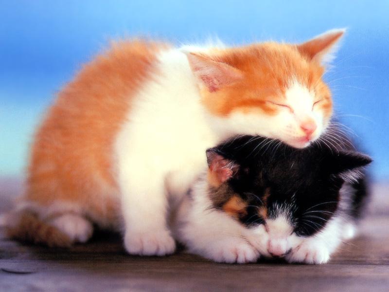 Kametaro's Cats Collection: Pure Cats Vol. 13 - Kitten - 162; DISPLAY FULL IMAGE.