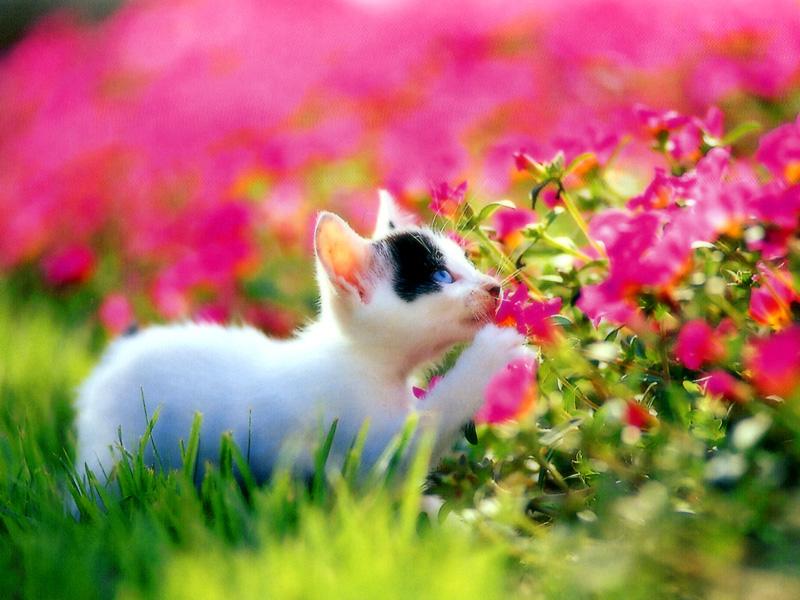 Kametaro's Cats Collection: Pure Cats Vol. 13 - Kitten - 163; DISPLAY FULL IMAGE.