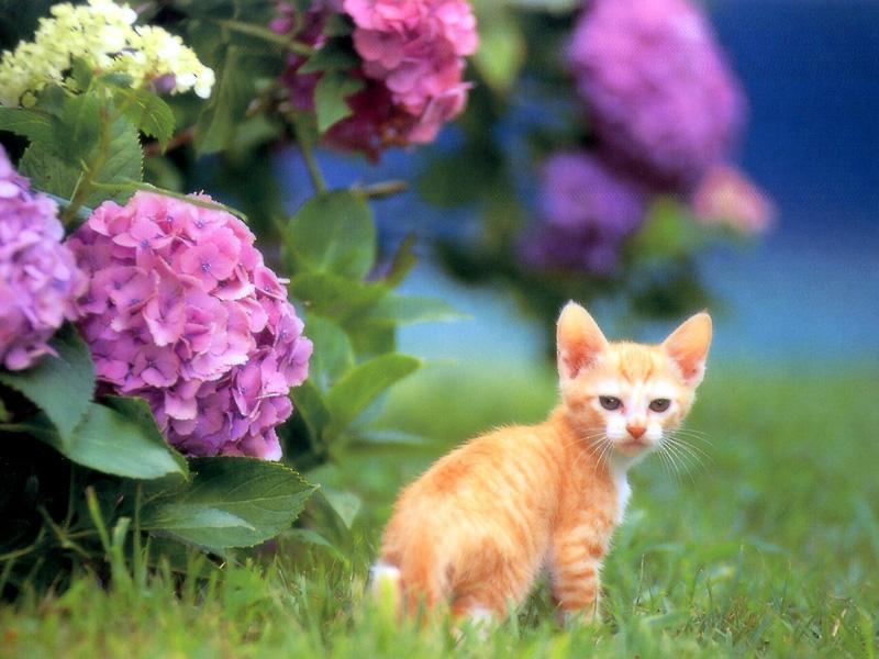 Kametaro's Cats Collection: Pure Cats Vol. 14 - Kitten - 165; DISPLAY FULL IMAGE.