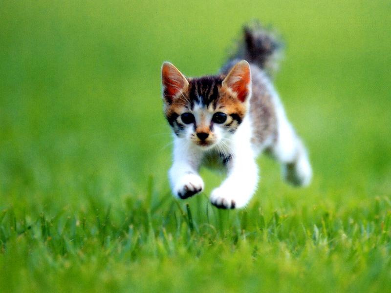 Kametaro's Cats Collection: Pure Cats Vol. 14 - Kitten - 168; DISPLAY FULL IMAGE.