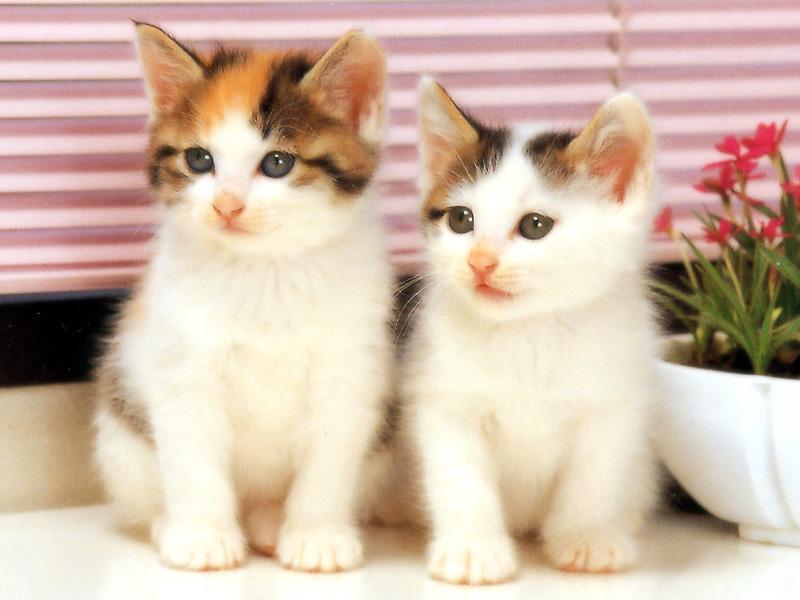 Kametaro's Cats Collection: Pure Cats Vol. 14 - Kitten - 169; DISPLAY FULL IMAGE.