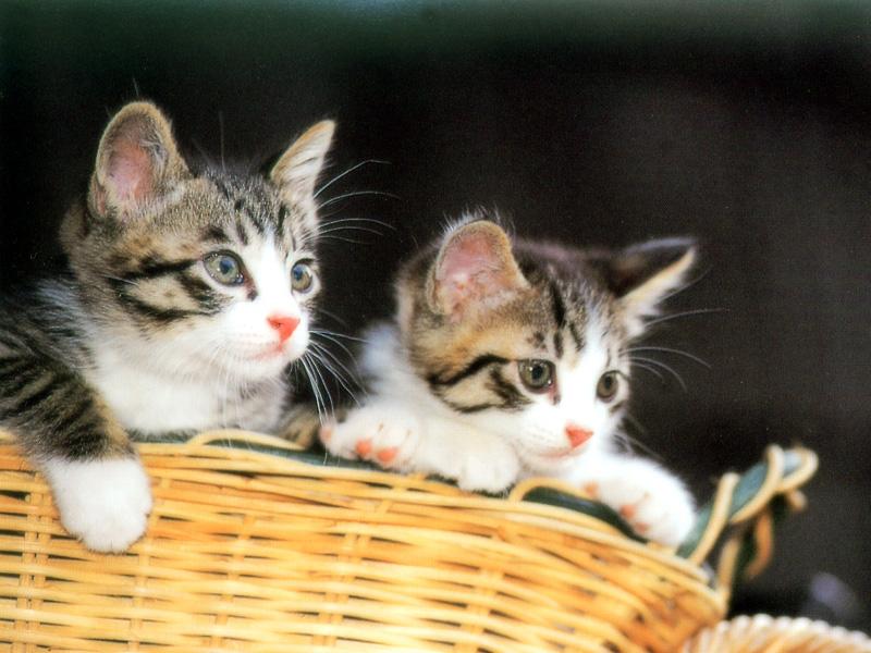 Kametaro's Cats Collection: Pure Cats Vol. 14 - Kitten - 172; DISPLAY FULL IMAGE.
