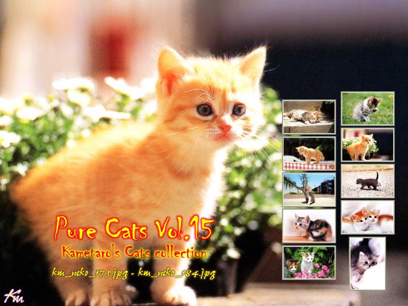 Kametaro's Cats Collection: Pure Cats Vol. 15 - Kitten - Index; DISPLAY FULL IMAGE.