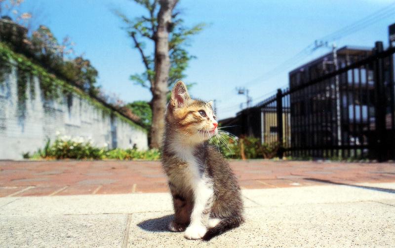 Kametaro's Cats Collection: Pure Cats Vol. 15 - Kitten - 177; DISPLAY FULL IMAGE.