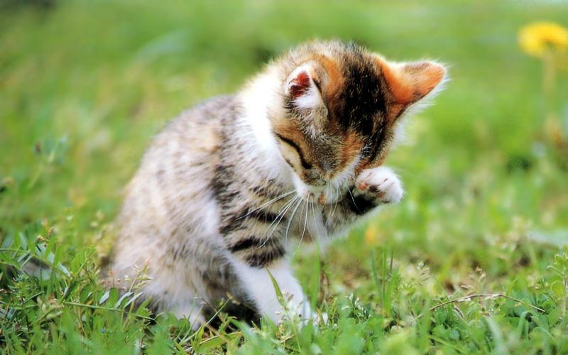 Kametaro's Cats Collection: Pure Cats Vol. 15 - Kitten - 180; DISPLAY FULL IMAGE.