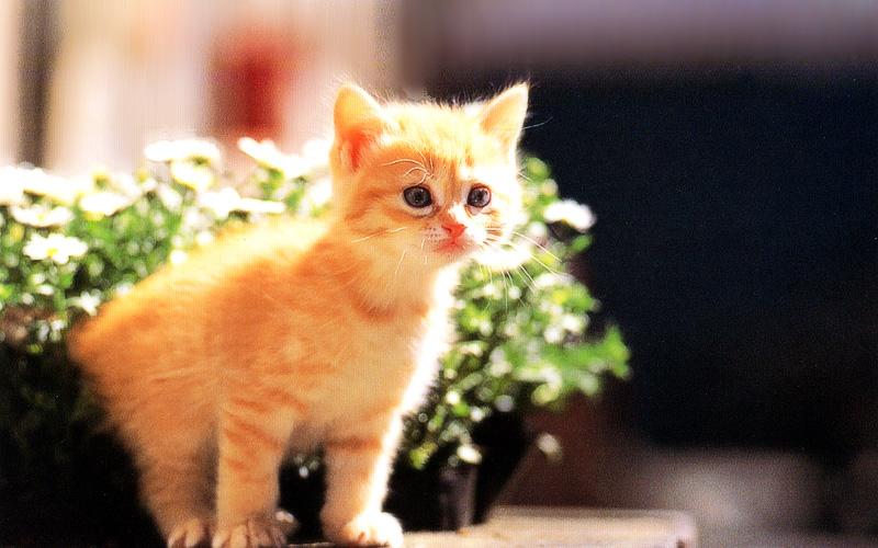 Kametaro's Cats Collection: Pure Cats Vol. 15 - Kitten - 181; DISPLAY FULL IMAGE.