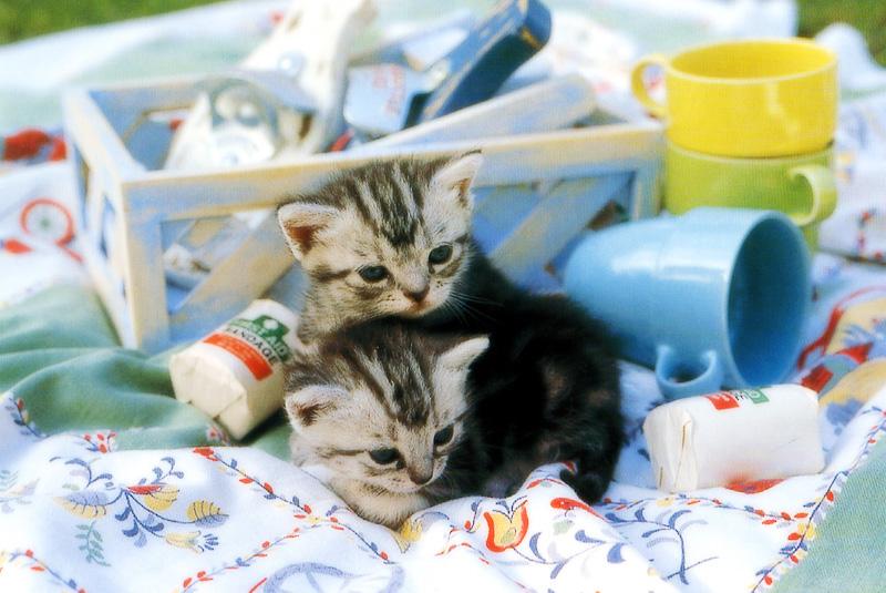 Kametaro's Cats Collection: Pure Cats Vol. 16 - Kitten - 186; DISPLAY FULL IMAGE.
