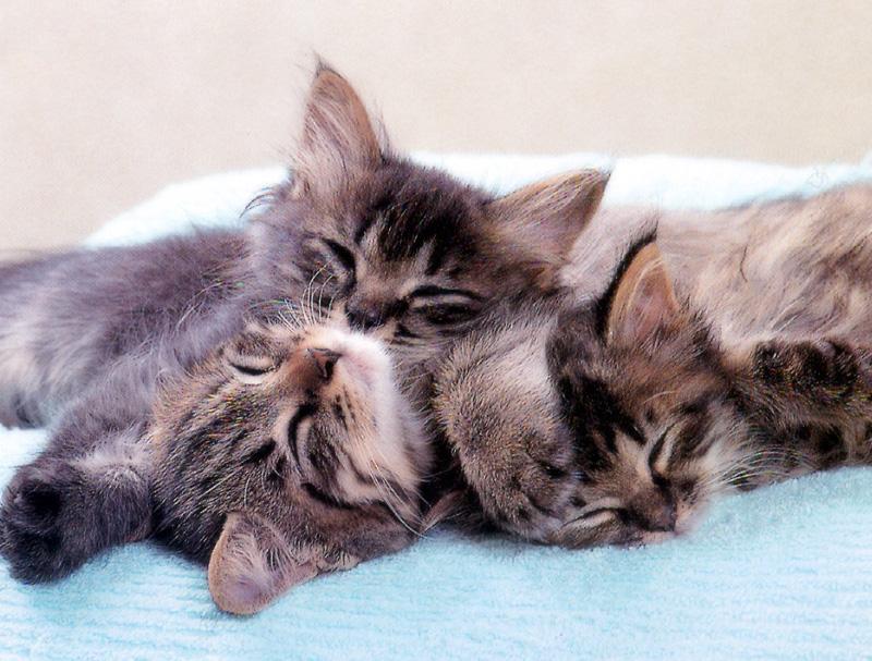 Kametaro's Cats Collection: Pure Cats Vol. 16 - Kitten - 194; DISPLAY FULL IMAGE.