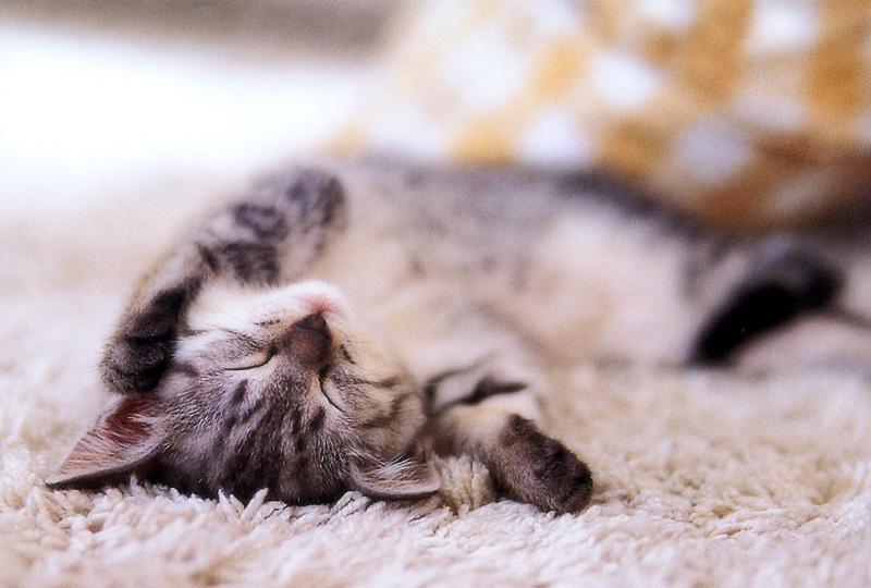 Kametaro's Cats Collection: Pure Cats Vol. 17 - Kitten - 195; DISPLAY FULL IMAGE.